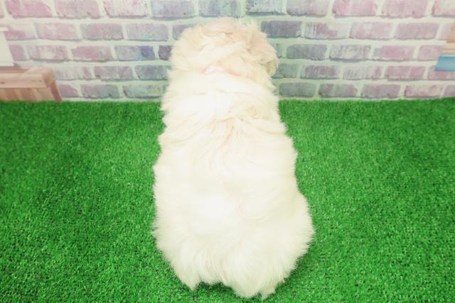 新潟県のビションフリーゼ (Coo&RIKUイオンモール新発田店/2025年12月6日生まれ/女の子/ホワイト)の子犬の4枚目の画像