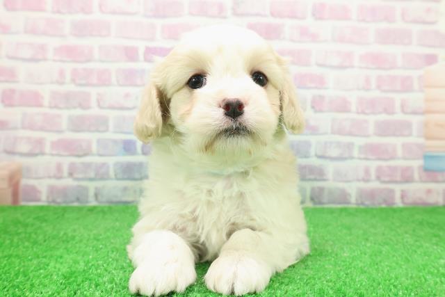 山形県のマルキャバ/キャバチーズ(マルチーズ×キャバリア) (Coo&RIKUイオンタウン酒田店/2025年12月6日生まれ/女の子/ホワイトブラウン)の子犬の1枚目の画像