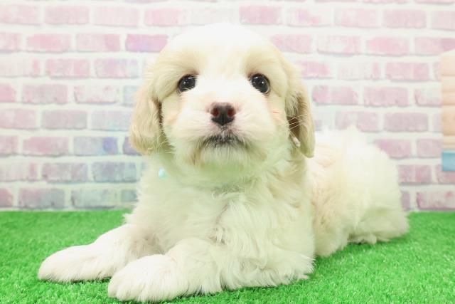 山形県のマルキャバ/キャバチーズ(マルチーズ×キャバリア) (Coo&RIKUイオンタウン酒田店/2025年12月6日生まれ/女の子/ホワイトブラウン)の子犬の2枚目の画像