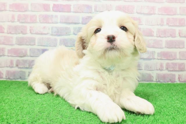 山形県のマルキャバ/キャバチーズ(マルチーズ×キャバリア) (Coo&RIKUイオンタウン酒田店/2025年12月6日生まれ/女の子/ホワイトブラウン)の子犬の3枚目の画像