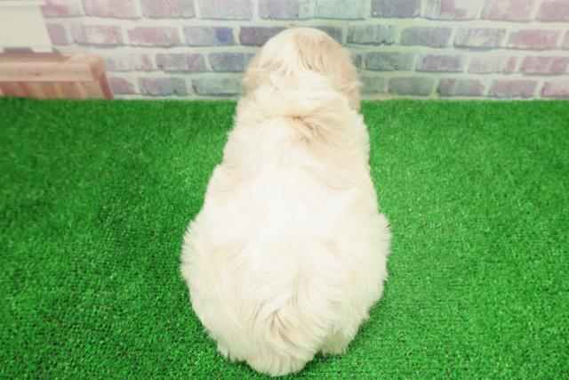 山形県のマルキャバ/キャバチーズ(マルチーズ×キャバリア) (Coo&RIKUイオンタウン酒田店/2025年12月6日生まれ/女の子/ホワイトブラウン)の子犬の4枚目の画像