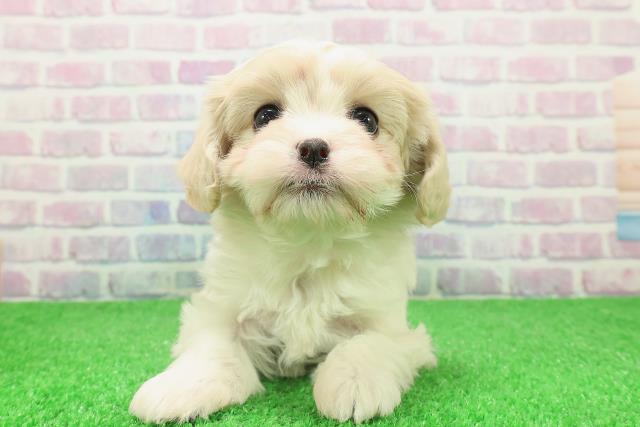 長野県のマルキャバ/キャバチーズ(マルチーズ×キャバリア) (Coo&RIKU綿半諏訪店/2025年12月6日生まれ/男の子/ホワイトブラウン)の子犬の1枚目の画像