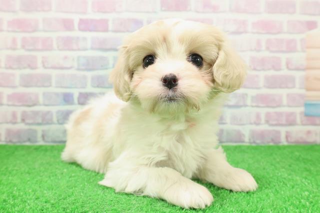 長野県のマルキャバ/キャバチーズ(マルチーズ×キャバリア) (Coo&RIKU綿半諏訪店/2025年12月6日生まれ/男の子/ホワイトブラウン)の子犬の3枚目の画像