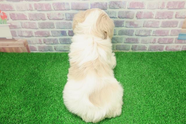 長野県のマルキャバ/キャバチーズ(マルチーズ×キャバリア) (Coo&RIKU綿半諏訪店/2025年12月6日生まれ/男の子/ホワイトブラウン)の子犬の4枚目の画像