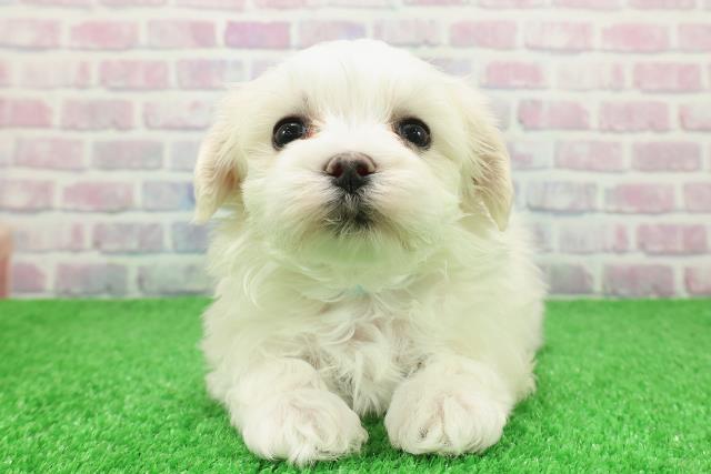 新潟県のマルチーズ (Coo&RIKU新潟西店/2025年12月7日生まれ/男の子/ホワイト)の子犬