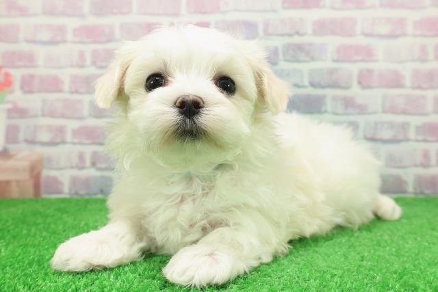 新潟県のマルチーズ (Coo&RIKU新潟西店/2025年12月7日生まれ/男の子/ホワイト)の子犬の2枚目の画像