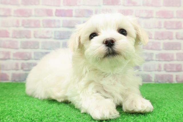 新潟県のマルチーズ (Coo&RIKU新潟西店/2025年12月7日生まれ/男の子/ホワイト)の子犬の3枚目の画像