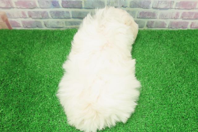 新潟県のマルチーズ (Coo&RIKU新潟西店/2025年12月7日生まれ/男の子/ホワイト)の子犬の4枚目の画像