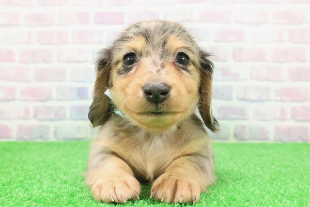 東京都のミニチュアダックスフンド(ロング) (Coo&RIKUフレスポ住吉店/2025年12月6日生まれ/男の子/シルバーダップル)の子犬の1枚目の画像