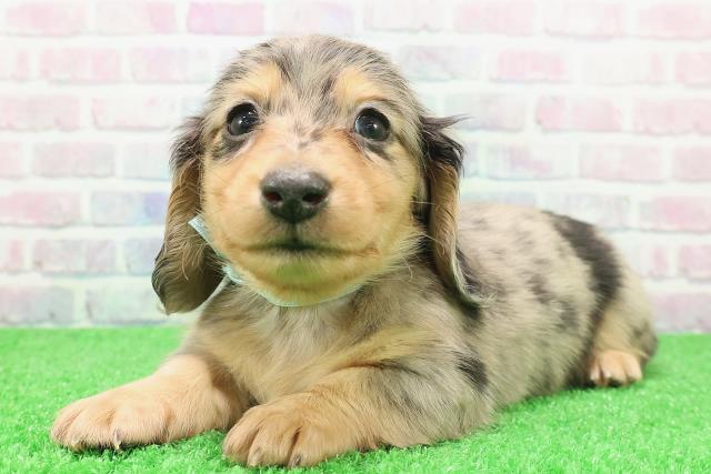 東京都のミニチュアダックスフンド(ロング) (Coo&RIKUフレスポ住吉店/2025年12月6日生まれ/男の子/シルバーダップル)の子犬の2枚目の画像