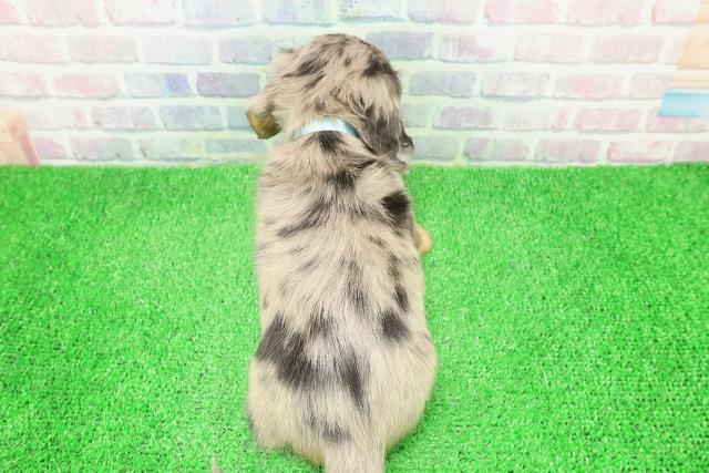 東京都のミニチュアダックスフンド(ロング) (Coo&RIKUフレスポ住吉店/2025年12月6日生まれ/男の子/シルバーダップル)の子犬の4枚目の画像