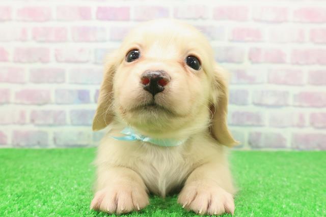 北海道のミニチュアダックスフンド(ロング) (Coo&RIKU旭川店/2025年12月6日生まれ/男の子/イエロー)の子犬