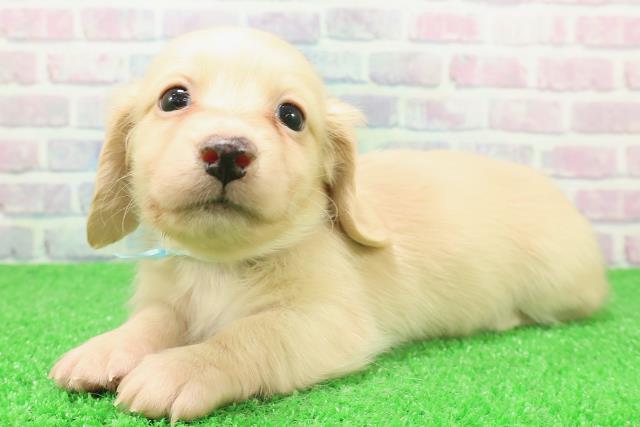 北海道のミニチュアダックスフンド(ロング) (Coo&RIKU旭川店/2025年12月6日生まれ/男の子/イエロー)の子犬の2枚目の画像