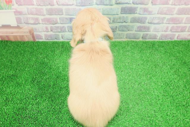 北海道のミニチュアダックスフンド(ロング) (Coo&RIKU旭川店/2025年12月6日生まれ/男の子/イエロー)の子犬の4枚目の画像