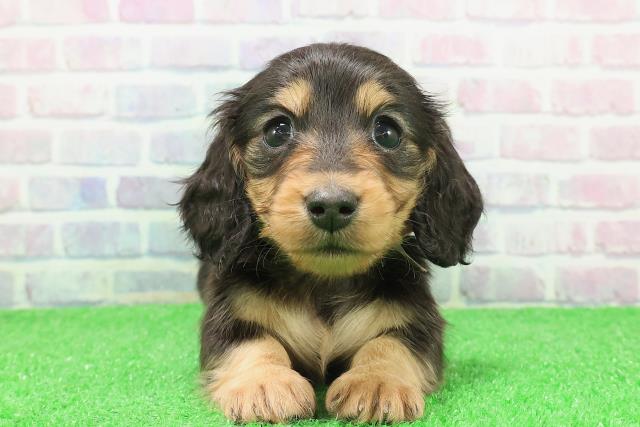 千葉県のミニチュアダックスフンド(ロング) (Coo&RIKU市原店/2025年12月6日生まれ/女の子/ブラックタン)の子犬の1枚目の画像