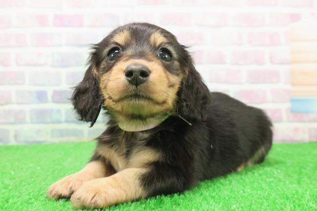 千葉県のミニチュアダックスフンド(ロング) (Coo&RIKU市原店/2025年12月6日生まれ/女の子/ブラックタン)の子犬の2枚目の画像