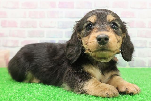 千葉県のミニチュアダックスフンド(ロング) (Coo&RIKU市原店/2025年12月6日生まれ/女の子/ブラックタン)の子犬の3枚目の画像