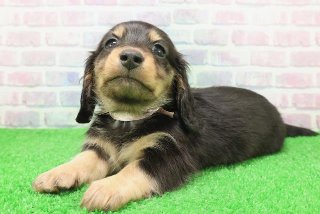 神奈川県のミニチュアダックスフンド(ロング) (Coo&RIKU相模原店/2025年12月6日生まれ/女の子/ブラックタン)の子犬の2枚目の画像