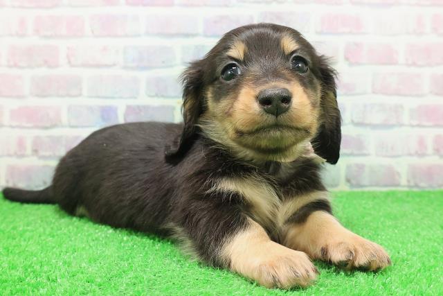 神奈川県のミニチュアダックスフンド(ロング) (Coo&RIKU相模原店/2025年12月6日生まれ/女の子/ブラックタン)の子犬の3枚目の画像