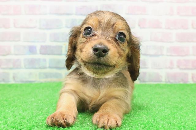 千葉県のミニチュアダックスフンド(ロング) (Coo&RIKUコメリパワー旭店/2025年12月6日生まれ/女の子/シェーデットイエロー)の子犬の1枚目の画像