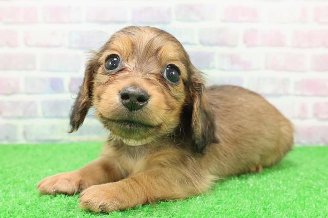 千葉県のミニチュアダックスフンド(ロング) (Coo&RIKUコメリパワー旭店/2025年12月6日生まれ/女の子/シェーデットイエロー)の子犬の2枚目の画像