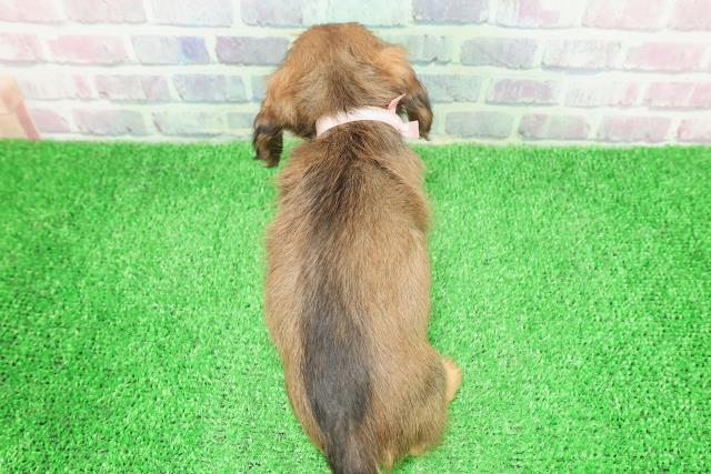 千葉県のミニチュアダックスフンド(ロング) (Coo&RIKUコメリパワー旭店/2025年12月6日生まれ/女の子/シェーデットイエロー)の子犬の4枚目の画像