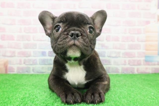 新潟県のフレンチブルドッグ (Coo&RIKUイオンモール新発田店/2025年12月1日生まれ/女の子/ブリンドルホワイト)の子犬