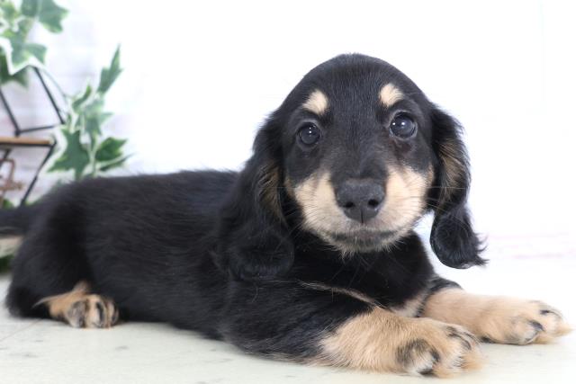 広島県のミニチュアダックスフンド(ロング) (Coo&RIKU東広島店/2025年12月6日生まれ/男の子/ブラックタン)の子犬の2枚目の画像