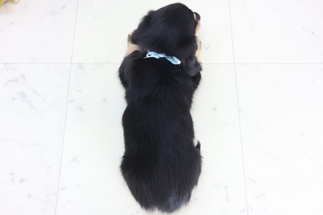 広島県のミニチュアダックスフンド(ロング) (Coo&RIKU東広島店/2025年12月6日生まれ/男の子/ブラックタン)の子犬の4枚目の画像