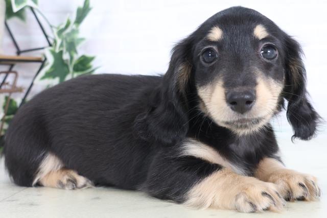 広島県のミニチュアダックスフンド(ロング) (Coo&RIKU広島中央店/2025年12月6日生まれ/女の子/ブラックタン)の子犬の2枚目の画像