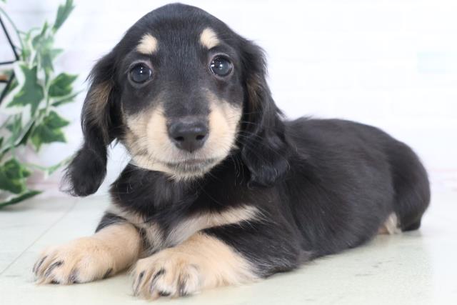 広島県のミニチュアダックスフンド(ロング) (Coo&RIKU広島中央店/2025年12月6日生まれ/女の子/ブラックタン)の子犬の3枚目の画像