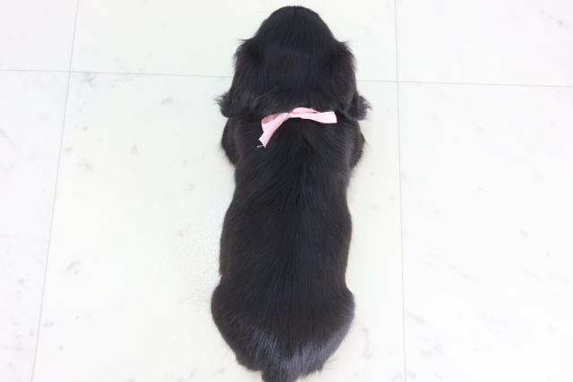 広島県のミニチュアダックスフンド(ロング) (Coo&RIKU広島中央店/2025年12月6日生まれ/女の子/ブラックタン)の子犬の4枚目の画像