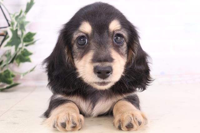 ミニチュア・ダックスフンド