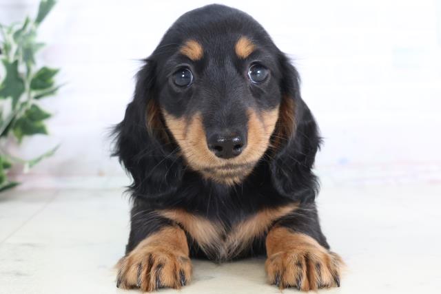 ミニチュア・ダックスフンド