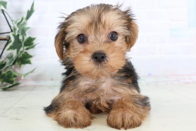 山口県のヨークシャーテリア (Coo&RIKUシーモール下関店/2025年12月6日生まれ/男の子/スチールブルータン)の子犬の1枚目の画像