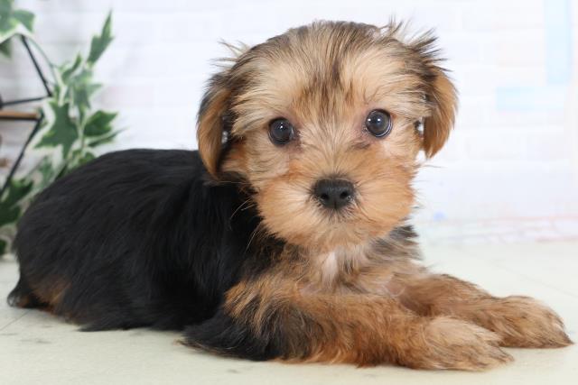 山口県のヨークシャーテリア (Coo&RIKUシーモール下関店/2025年12月6日生まれ/男の子/スチールブルータン)の子犬の2枚目の画像