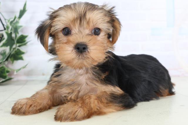 山口県のヨークシャーテリア (Coo&RIKUシーモール下関店/2025年12月6日生まれ/男の子/スチールブルータン)の子犬の3枚目の画像