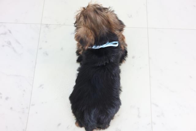 山口県のヨークシャーテリア (Coo&RIKUシーモール下関店/2025年12月6日生まれ/男の子/スチールブルータン)の子犬の4枚目の画像