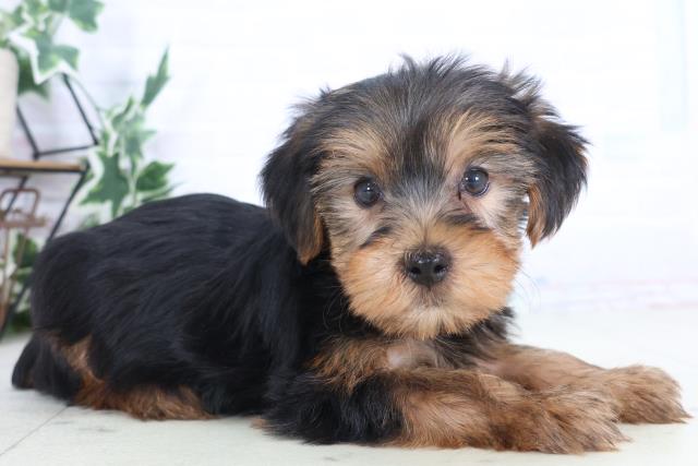 広島県のヨークシャーテリア (Coo&RIKU広島中央店/2025年12月6日生まれ/男の子/スチールブルータン)の子犬の2枚目の画像