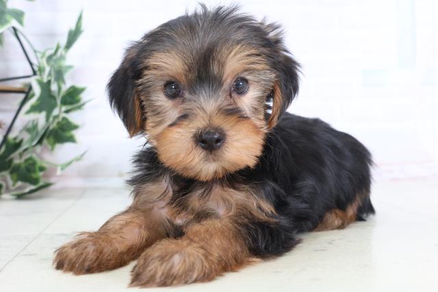 広島県のヨークシャーテリア (Coo&RIKU広島中央店/2025年12月6日生まれ/男の子/スチールブルータン)の子犬の3枚目の画像
