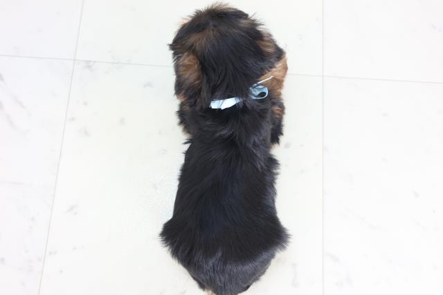 広島県のヨークシャーテリア (Coo&RIKU広島中央店/2025年12月6日生まれ/男の子/スチールブルータン)の子犬の4枚目の画像