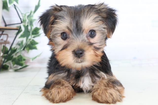 広島県のヨークシャーテリア (Coo&RIKU広島北店/2025年12月6日生まれ/女の子/スチールブルータン)の子犬の1枚目の画像