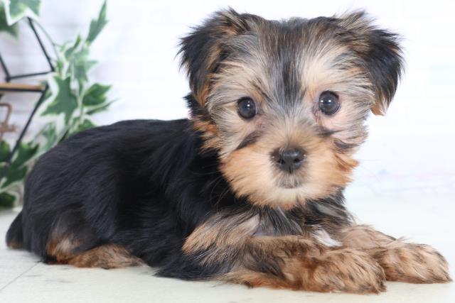 広島県のヨークシャーテリア (Coo&RIKU広島北店/2025年12月6日生まれ/女の子/スチールブルータン)の子犬の2枚目の画像