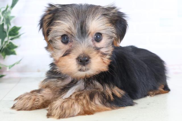 広島県のヨークシャーテリア (Coo&RIKU広島北店/2025年12月6日生まれ/女の子/スチールブルータン)の子犬の3枚目の画像