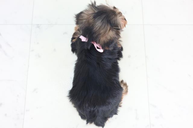 広島県のヨークシャーテリア (Coo&RIKU広島北店/2025年12月6日生まれ/女の子/スチールブルータン)の子犬の4枚目の画像