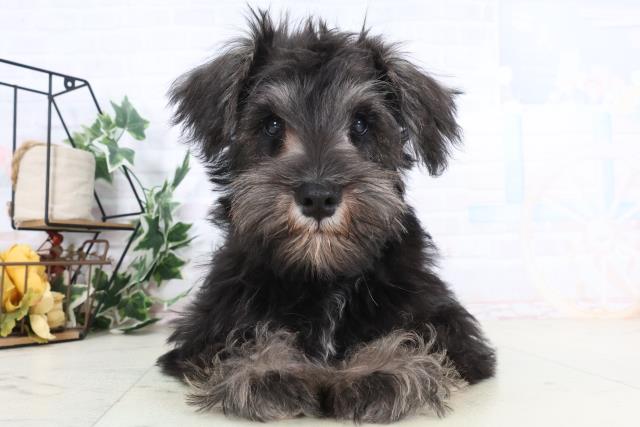 広島県のミニチュアシュナウザー (Coo&RIKU広島北店/2025年10月29日生まれ/男の子/ブラックシルバー)の子犬の1枚目の画像