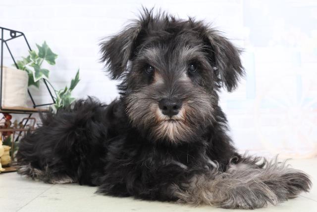 広島県のミニチュアシュナウザー (Coo&RIKU広島北店/2025年10月29日生まれ/男の子/ブラックシルバー)の子犬の2枚目の画像