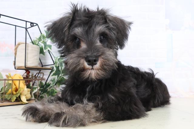 広島県のミニチュアシュナウザー (Coo&RIKU広島北店/2025年10月29日生まれ/男の子/ブラックシルバー)の子犬の3枚目の画像