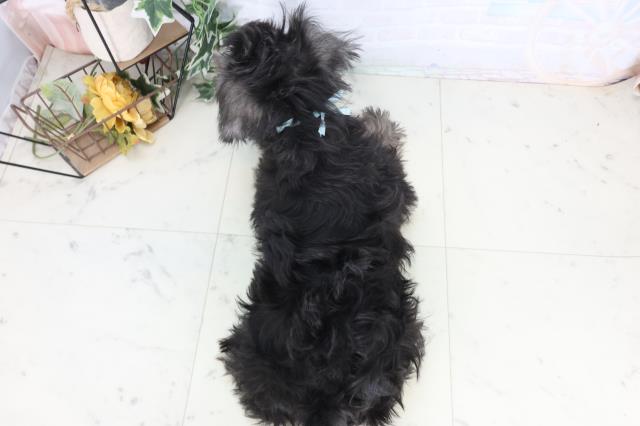 広島県のミニチュアシュナウザー (Coo&RIKU広島北店/2025年10月29日生まれ/男の子/ブラックシルバー)の子犬の4枚目の画像