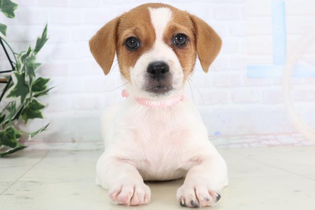 福岡県のジャックラッセルテリア (Coo&RIKU福岡東店/2025年11月28日生まれ/女の子/ホワイトタン)の子犬